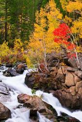 Autumn Along Bishop Creek | Obraz na stenu