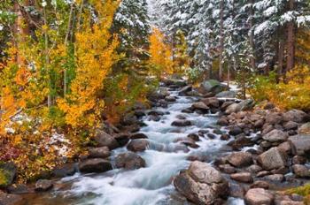 Fresh Snow Along Bishop Creek | Obraz na stenu