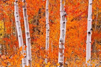 Bright Autumn Aspens Along Bishop Creek | Obraz na stenu