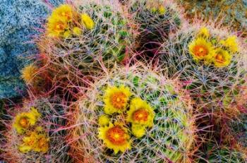 Barrel Cactus In Bloom | Obraz na stenu