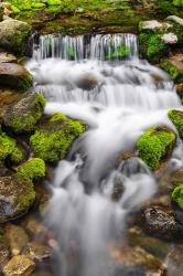 Fern Spring, California | Obraz na stenu