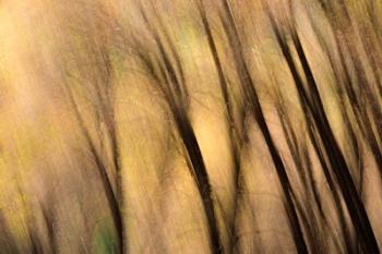 Forest Abstract, California | Obraz na stenu