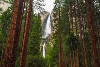 Yosemite Falls Through A Forest | Obraz na stenu