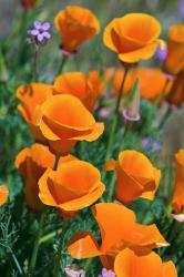 California Poppies, Antelope Valley, California | Obraz na stenu