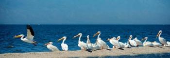 Panoramic Pelicans On The Shore Of The Salton Sea | Obraz na stenu