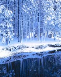 Winter, Conifers, Merced River, Yosemite Valley CA | Obraz na stenu