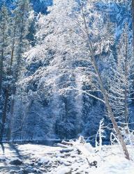 Snow covered trees along Merced River, Yosemite Valley, Yosemite National Park, California | Obraz na stenu