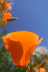 Poppies Spring Bloom 2. Lancaster, CA | Obraz na stenu