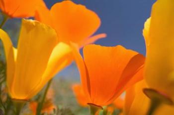 Poppies Spring Bloom 5. Lancaster, CA | Obraz na stenu