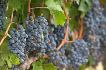 Vineyard Grapes, Calistoga, Napa Valley, Ca | Obraz na stenu