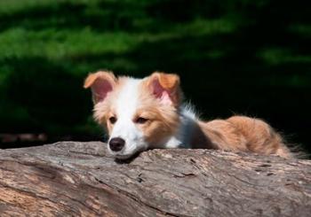 Border Collie puppy dog looking over a log | Obraz na stenu