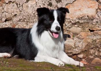 A Border Collie dog next to a rock wall | Obraz na stenu