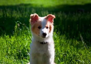 Border Collie puppy dog in a field | Obraz na stenu