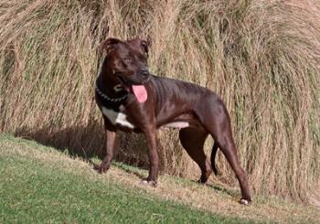 An American Pitt Bull Terrier dog | Obraz na stenu