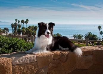 A Border Collie dog resting on a wall | Obraz na stenu