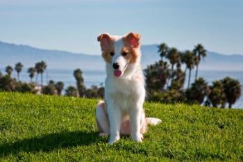 A Border Collie puppy dog in a field | Obraz na stenu