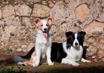 A pair of Border Collie dogs | Obraz na stenu