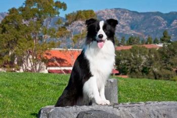 A Border Collie dog sitting | Obraz na stenu