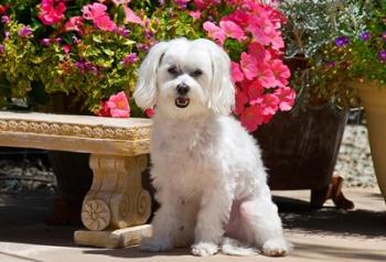 USA, California Maltese sitting next to garden bench with flowers | Obraz na stenu