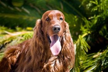 An Irish Setter lying surrounded by greenery | Obraz na stenu