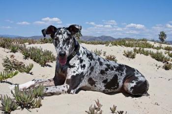 A Great Dane lying in the sand in Ventura, California | Obraz na stenu