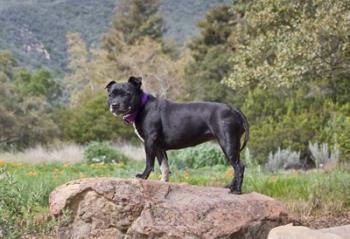 A Staffordshire Bull Terrier dog in garden | Obraz na stenu