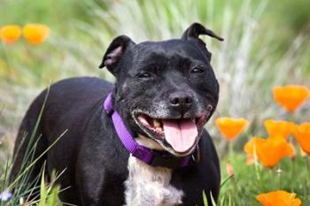 Staffordshire Bull Terrier standing in a field of wild Poppy flowers | Obraz na stenu