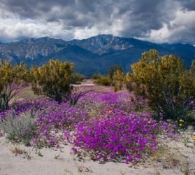 Wildflowers In Spring, Coachella Valle | Obraz na stenu