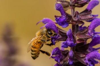 Honey Bee On Salvia Blossoms | Obraz na stenu