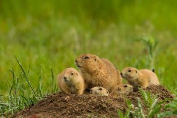 Prairie Dog Family On A Den Mound | Obraz na stenu