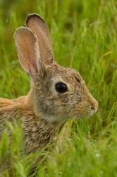 Side Portrait Of A Cottontail Rabbit | Obraz na stenu