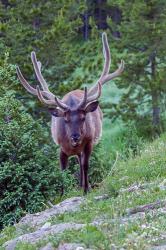 Bull Elk In The Rocky Mountain National Park Forest | Obraz na stenu