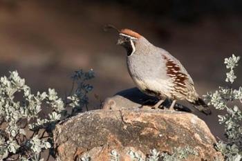 Gambel's Quail On A Rock | Obraz na stenu