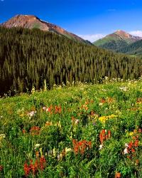 Wildflowers In Meadow Of The Maroon Bells-Snowmass Wilderness | Obraz na stenu