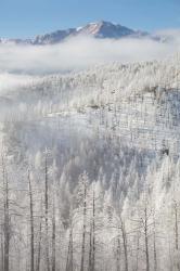 Hoarfrost Coats The Trees Of Pike National Forest | Obraz na stenu