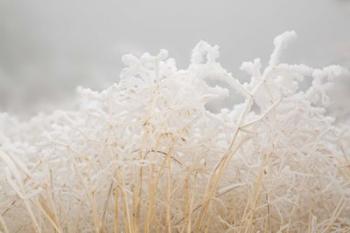 Dried Winter Grasses Covered In Hoarfrost | Obraz na stenu