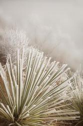 Soapweed Yucca Covered In Hoarfrost | Obraz na stenu