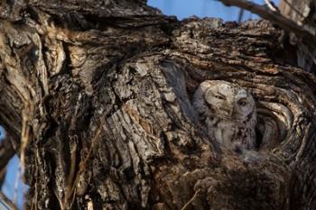 Eastern Screech Owl In Its Nest Opening | Obraz na stenu