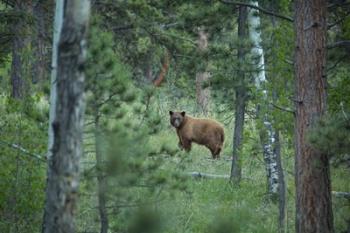 Cinnamon Phase Black Bear In A Forest | Obraz na stenu