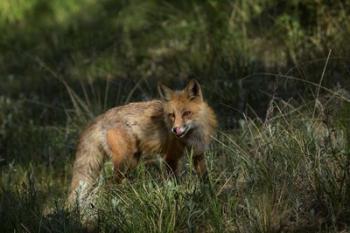 Red Fox In A Meadow | Obraz na stenu