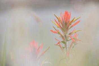 Indian Paintbrush Flower In Fog | Obraz na stenu