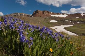 Wildflowers On Cinnamon Pass | Obraz na stenu