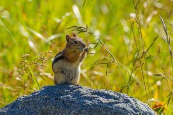 Golden-Mantled Ground Squirrel Eating Grass Seeds | Obraz na stenu