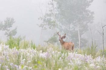 Male Mule Deer In A Foggy Meadow | Obraz na stenu