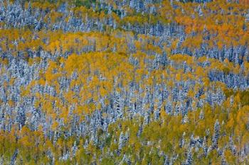 Uncompahgre National Forest In Autumn | Obraz na stenu
