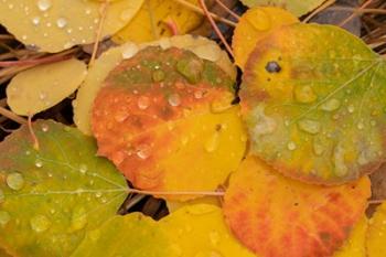 Colorado, Gunnison National Forest, Raindrops On Fallen Autumn Aspen Leaves | Obraz na stenu