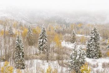 Colorado, White River National Forest, Snowstorm On Forest | Obraz na stenu