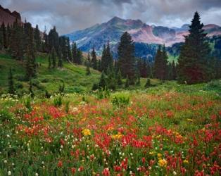 Colorado, Laplata Mountains, Wildflowers In Mountain Meadow | Obraz na stenu
