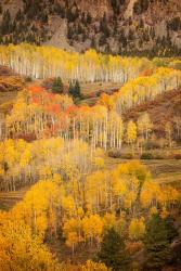 Colorado, San Juan Mountains, Autumn-Colored Aspen Forest On Mountain Slope | Obraz na stenu