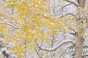 Snow Coats Aspen Trees In Winter | Obraz na stenu